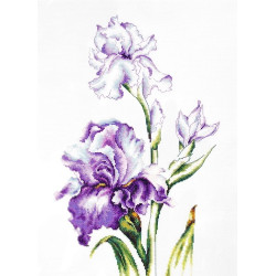 Irises SB2251