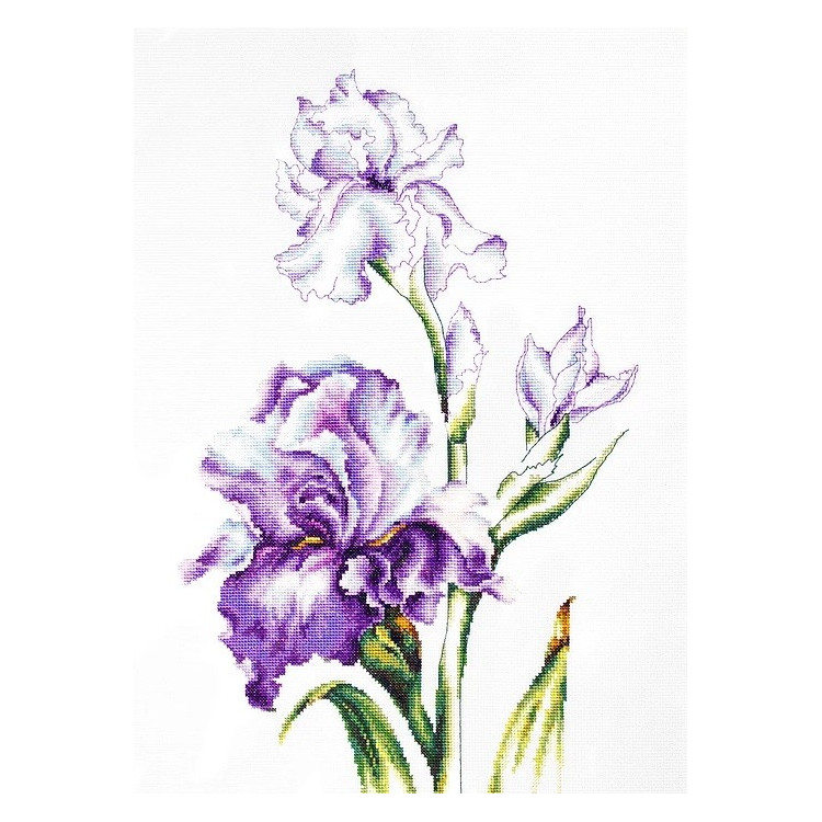 Irises SB2251