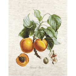 Abricot-Peche SBA22450