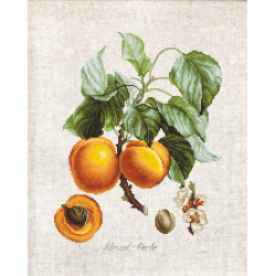 Abricot-Peche SBL22450