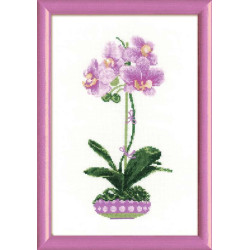 Alyvinė orchidėja 1163