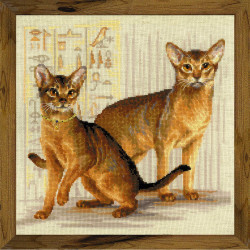 Abessinische Katzen SR1671