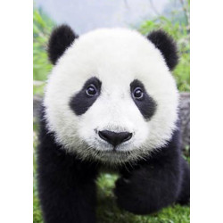 Любопытная панда 20*30 см WD074
