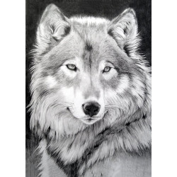 Grauer Wolf 27*38 cm WD086