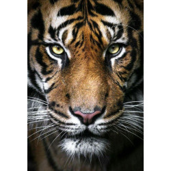 Король тигров 68*100 см WD2395