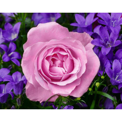 (D) Garden Rose 48*38 cm WD2308