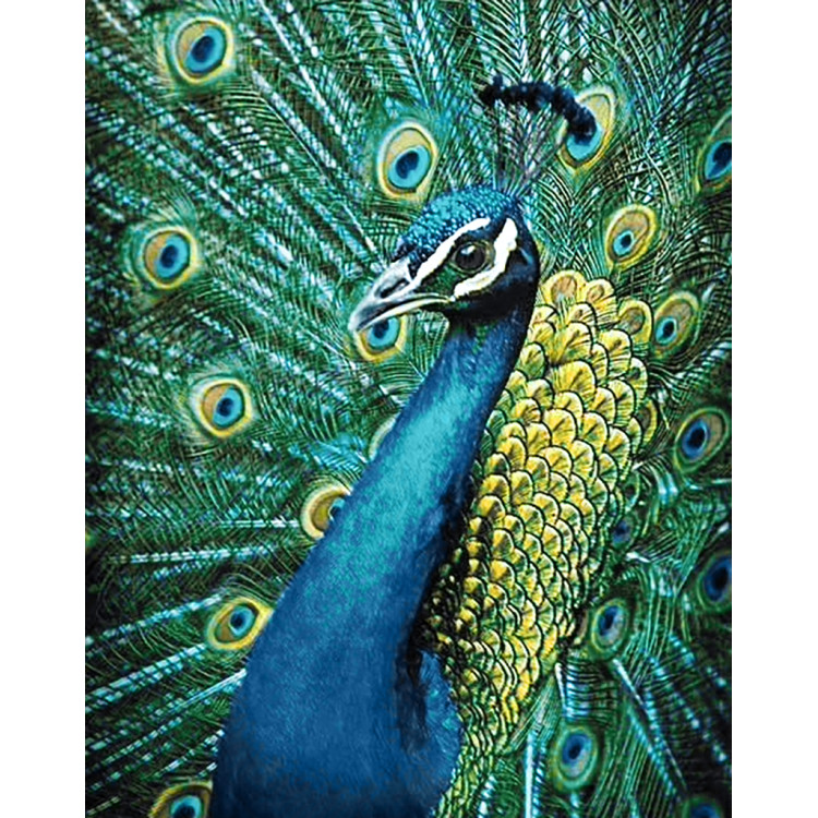 Peacock 38 х 48 cm WD231