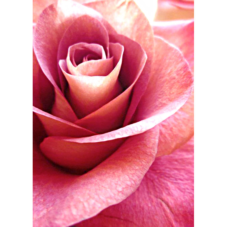 Розовая роза 27 х 38 см WD019