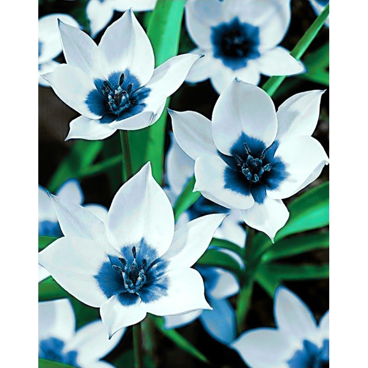 SALE (Discontinued) Blue Eye Tulips 38*48 cm WD034