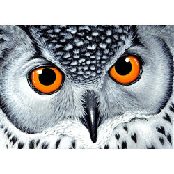 Owl's Look 38 x 27 cm WD243