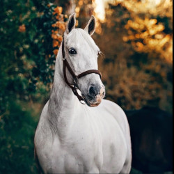 White horse 40*40 WD3030