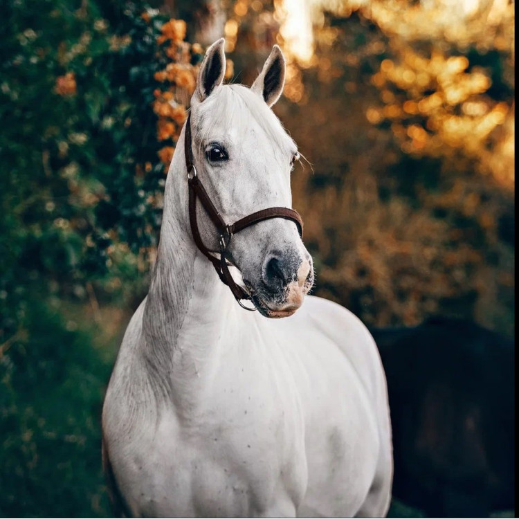 Weißes Pferd 40*40 WD3030