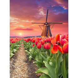 Windmill in tulips 30*40 WD3056