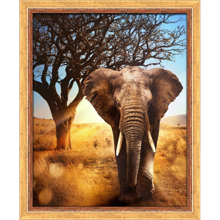 Afrikos dramblys 40x50 cm AZ-1783