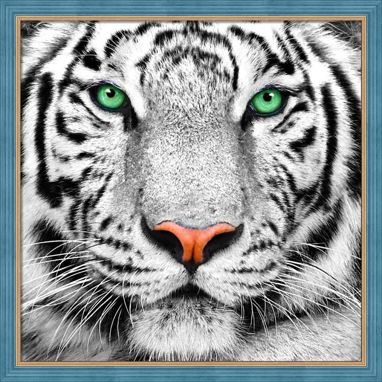 Портрет белого тигра 25х25 см AZ-1788