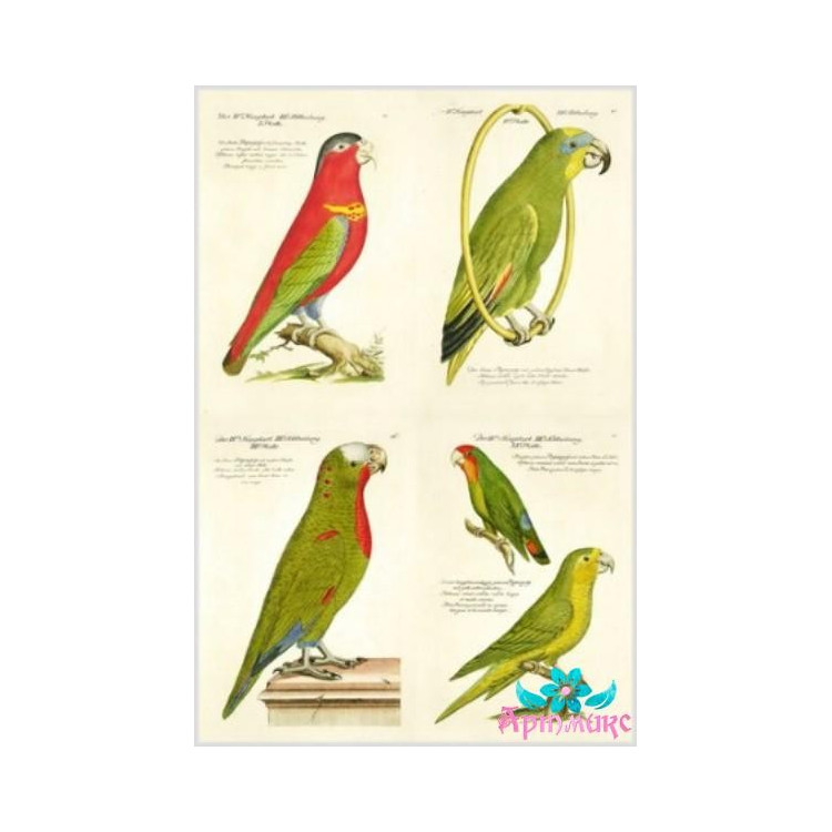 Rice card for decoupage "Colorful parrots" 21x29 cm AM400024D